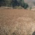 拐枣树苗30~50cm