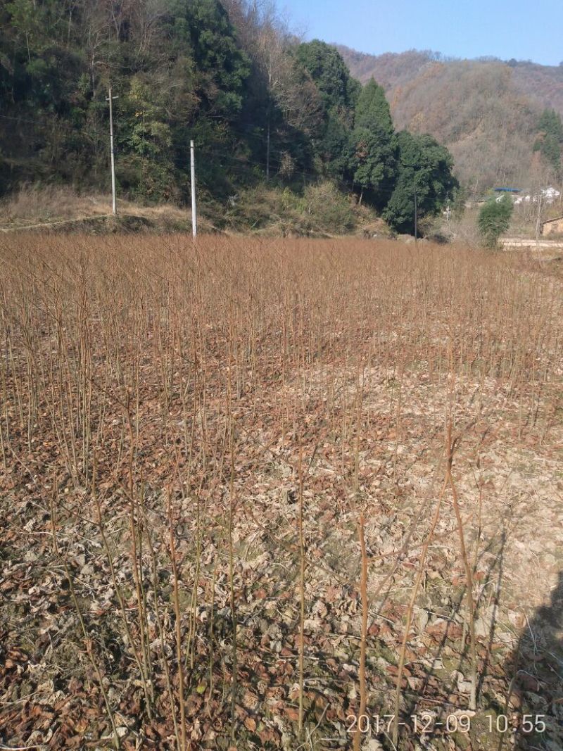 拐枣树苗30~50cm