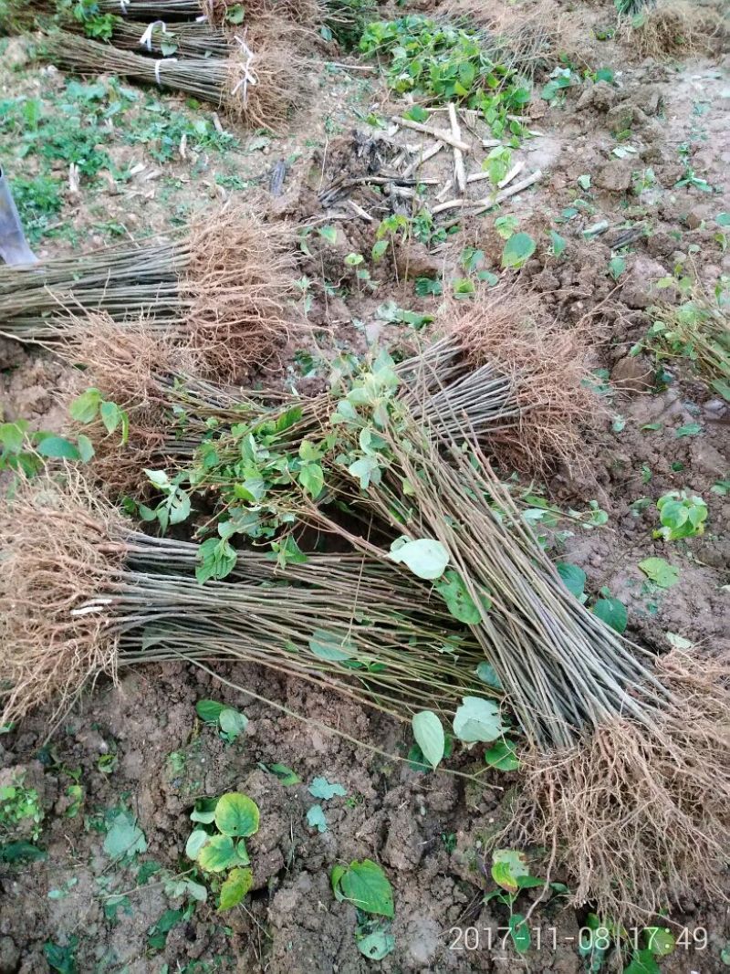 拐枣树苗30~50cm