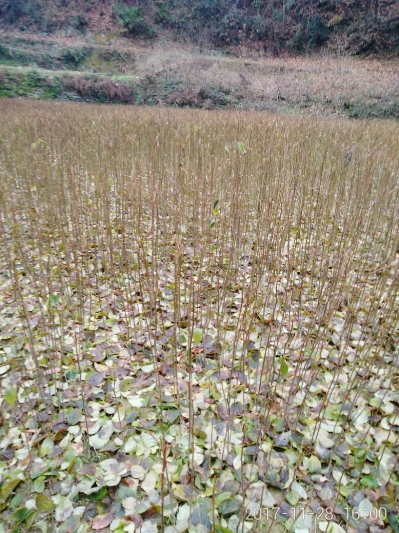 拐枣树苗30~50cm