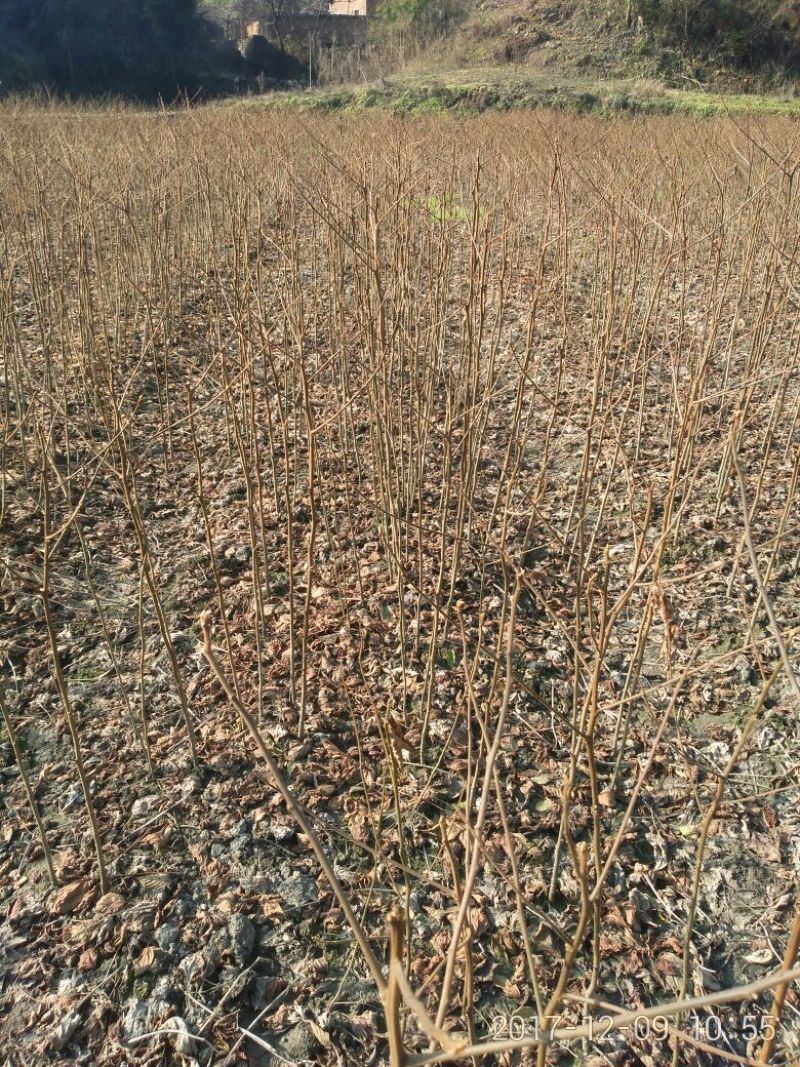 拐枣树苗30~50cm