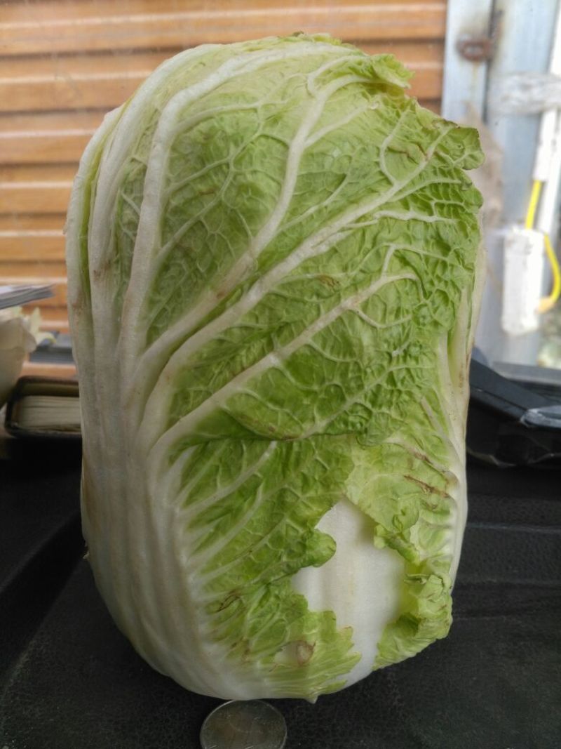 周口鹿邑娃娃菜上市啦，自家种植，按需发货，坚守品质