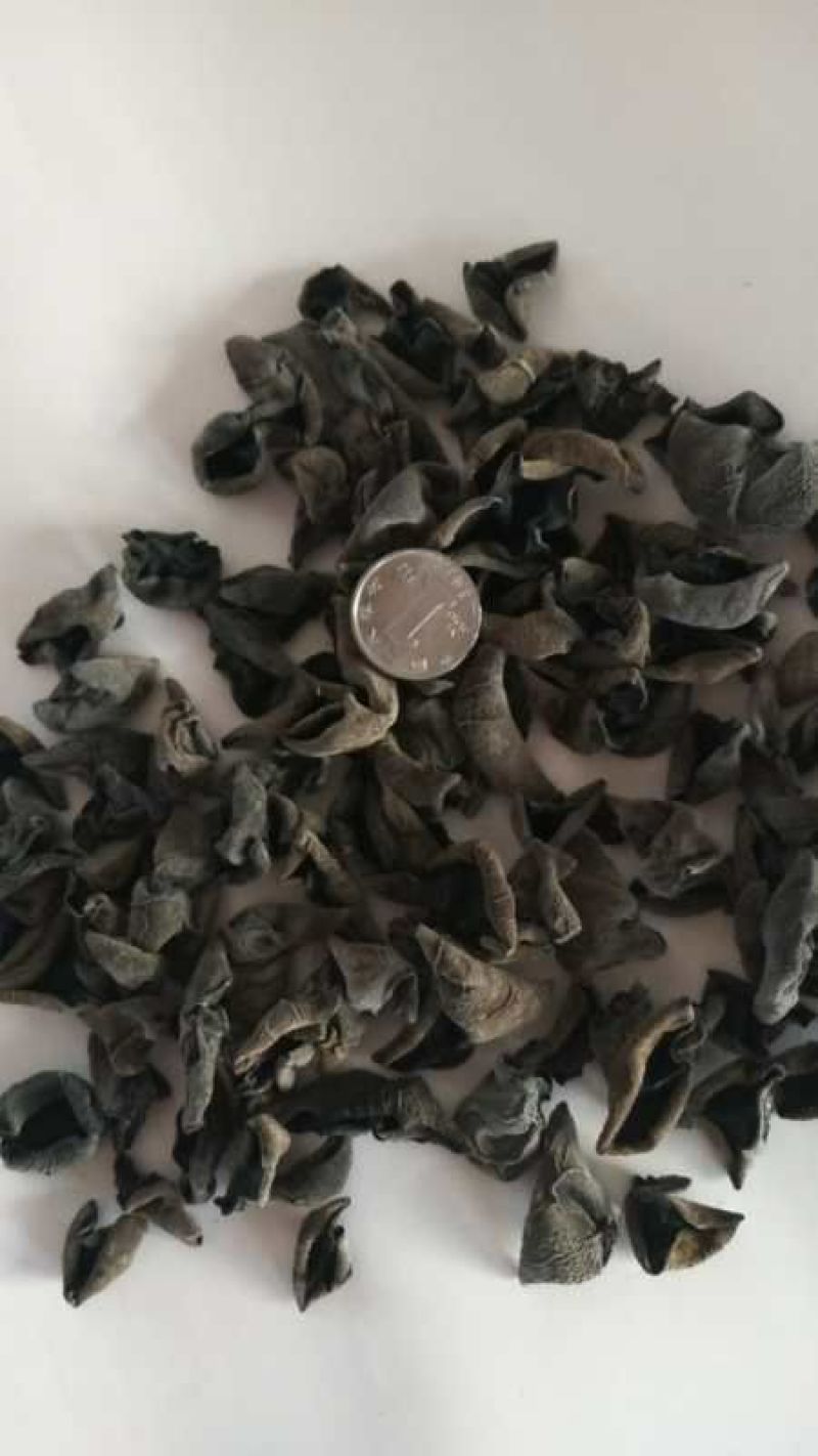 东北秋木耳一级。量大价优。