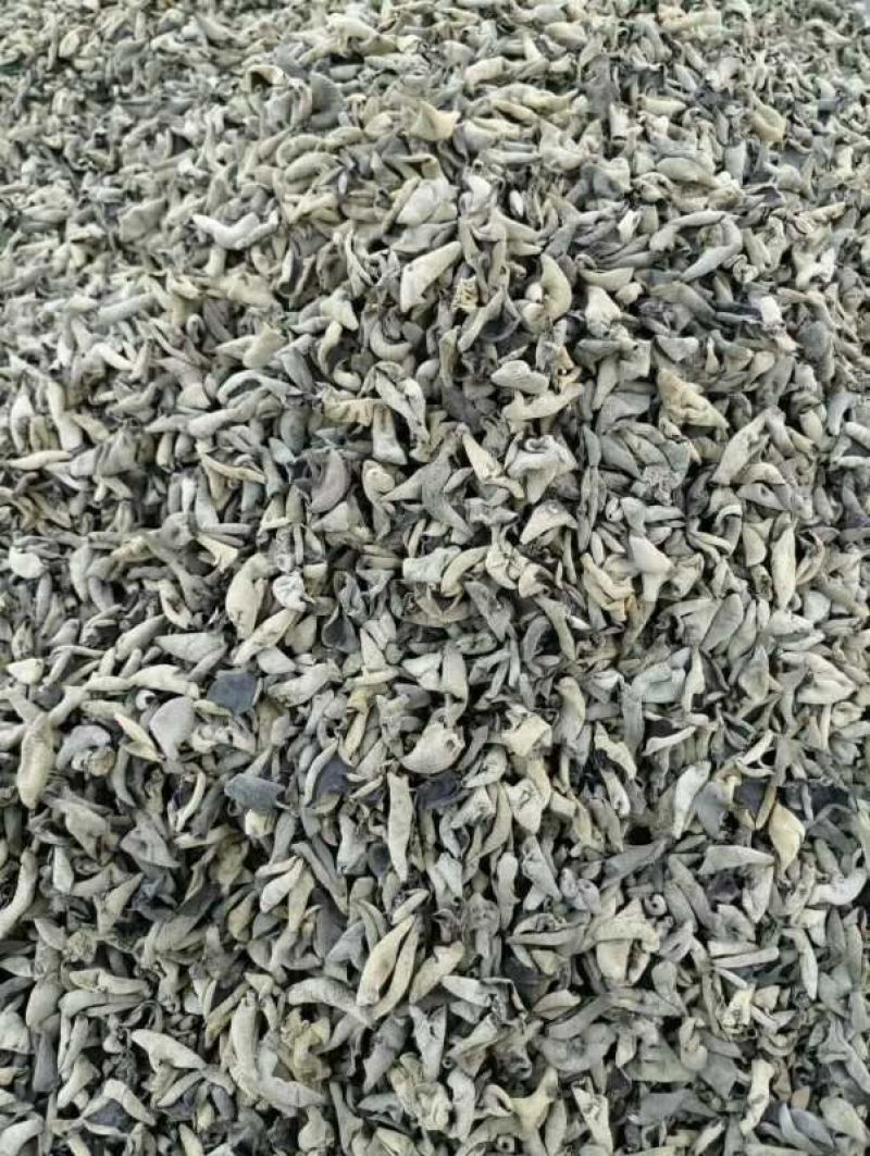东北秋木耳一级。量大价优。
