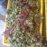红油香椿10cm以下