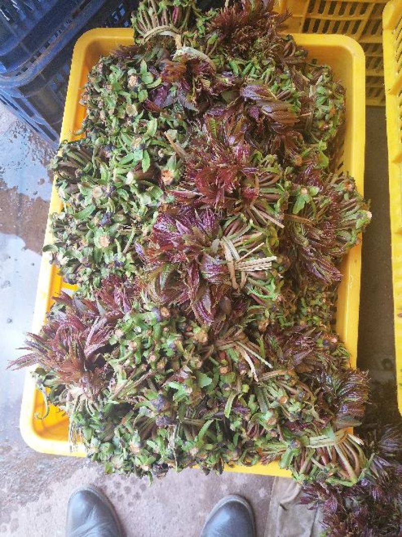 红油香椿10cm以下