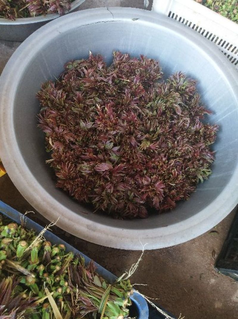 红油香椿10cm以下