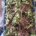 红油香椿10cm以下