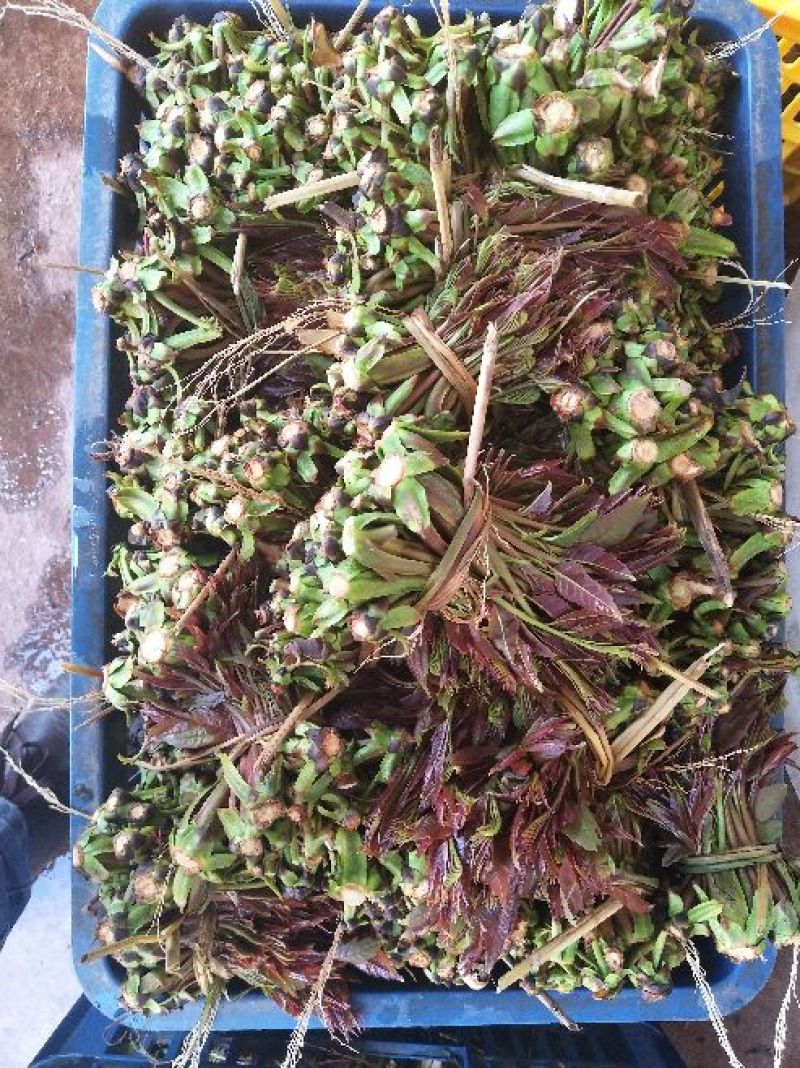 红油香椿10cm以下