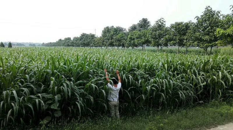 墨西哥玉米草种子5斤/亩春夏季播种(包邮)