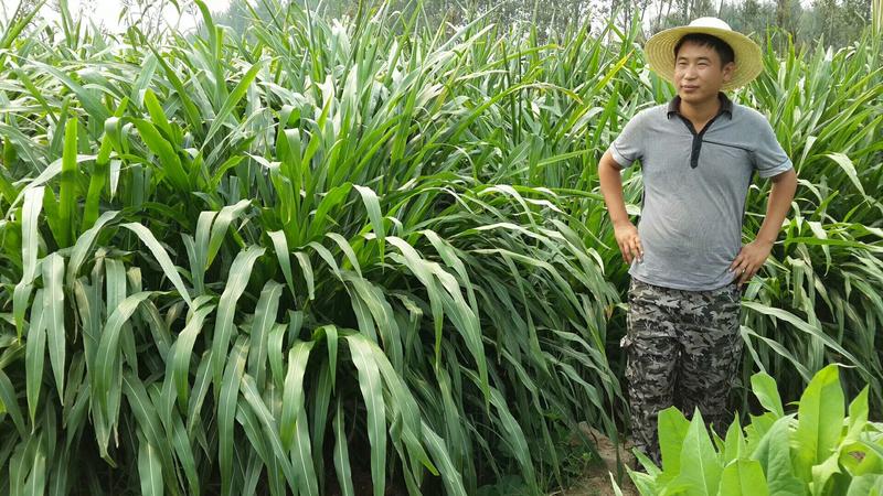 墨西哥玉米草种子5斤/亩春夏季播种(包邮)