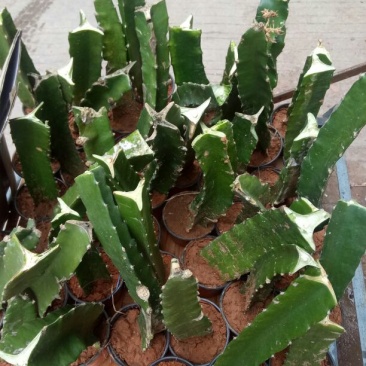 红心火龙果苗10~20cm种苗