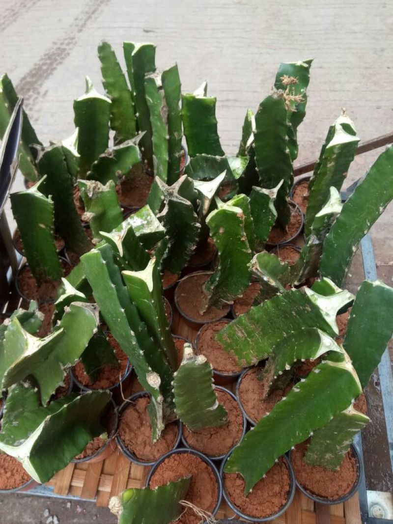 红心火龙果苗10~20cm种苗