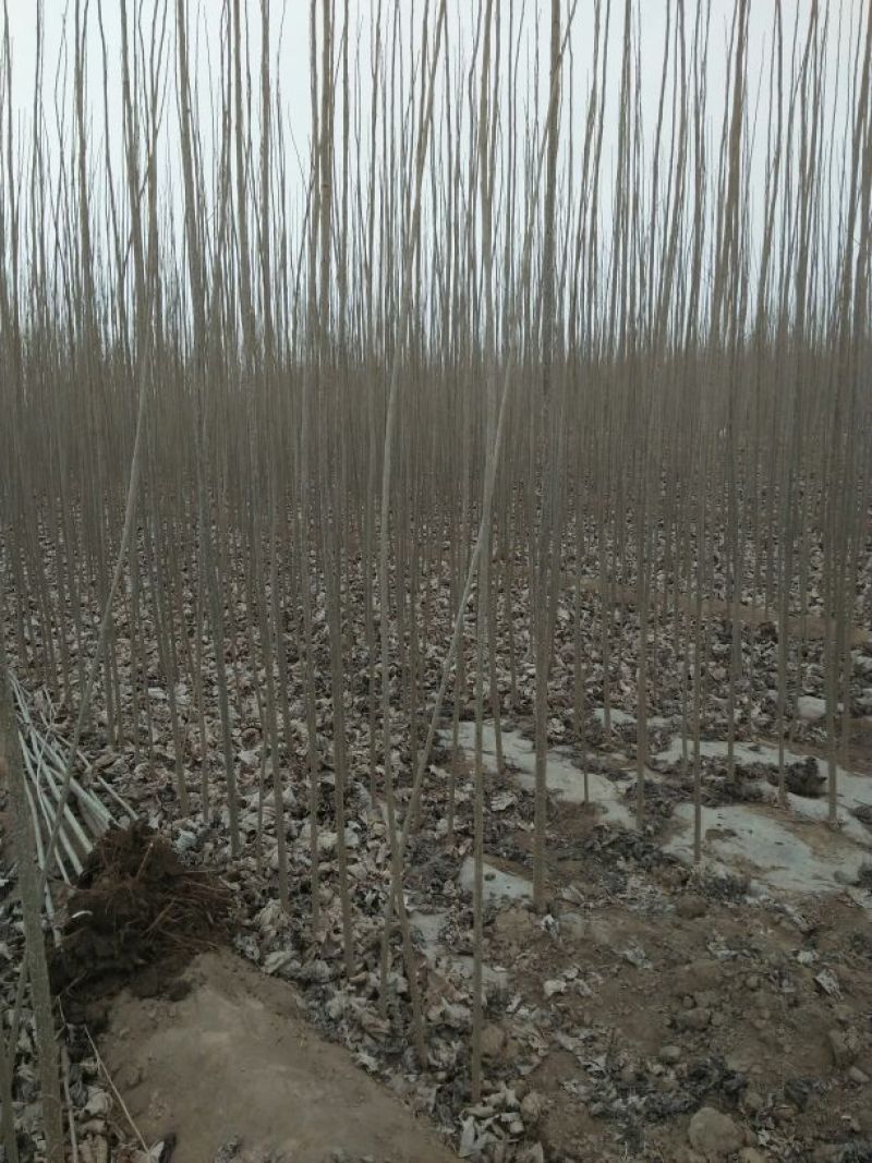 杨树苗根系好，土壤潮湿，