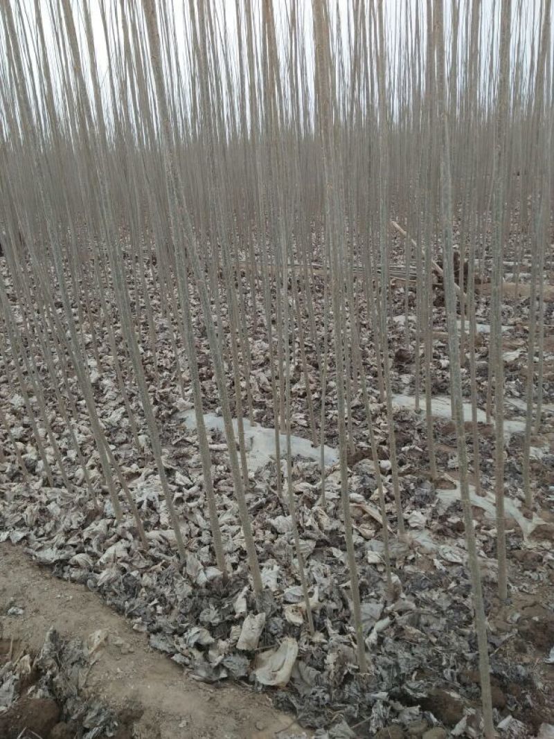 杨树苗根系好，土壤潮湿，