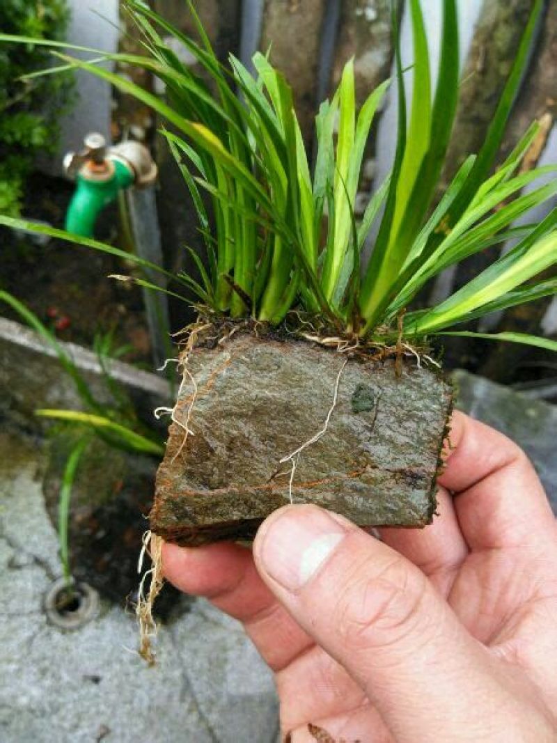 水菖蒲