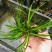 水菖蒲