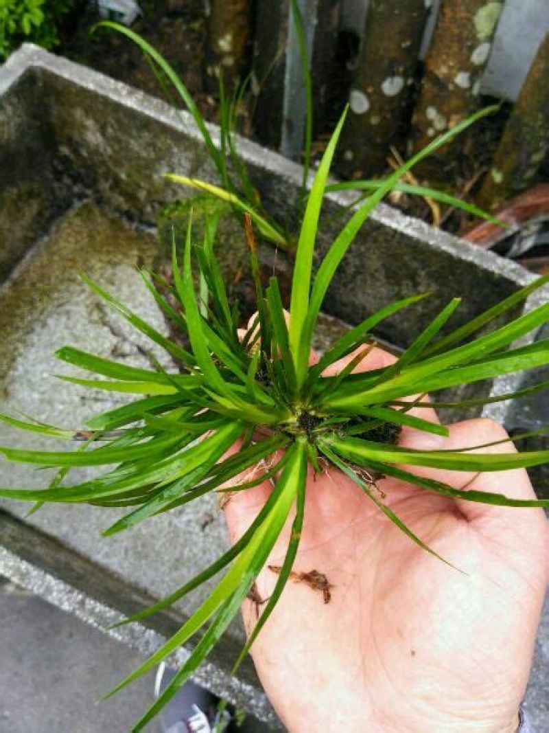 水菖蒲