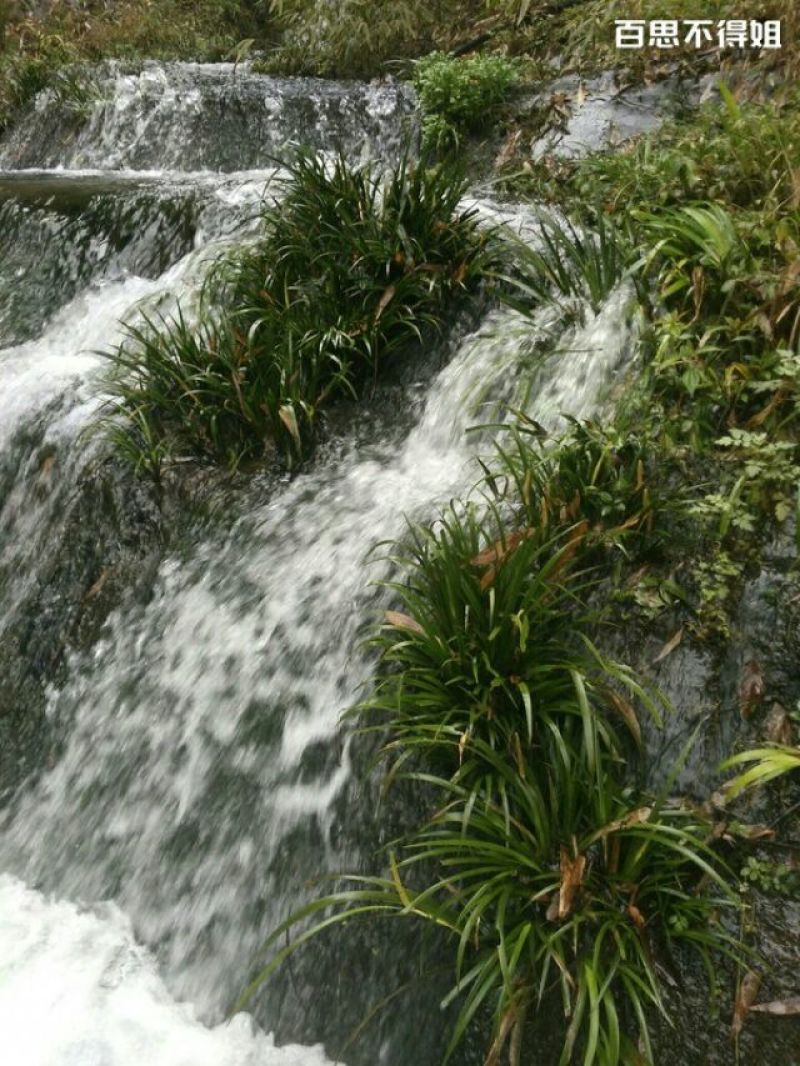 水菖蒲