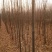 国槐10~12cm6~8cm2~3米