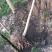 国槐10~12cm6~8cm2~3米