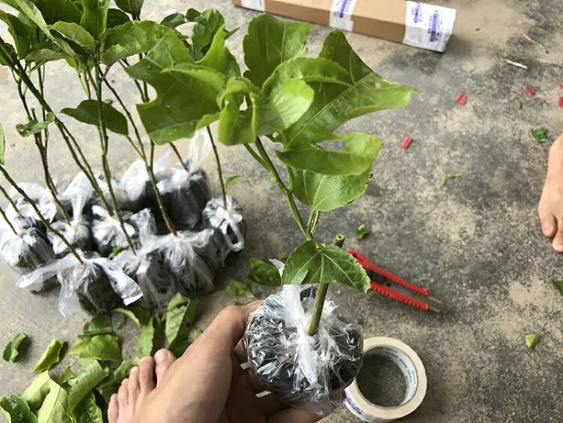 百香果苗台农，紫香一号