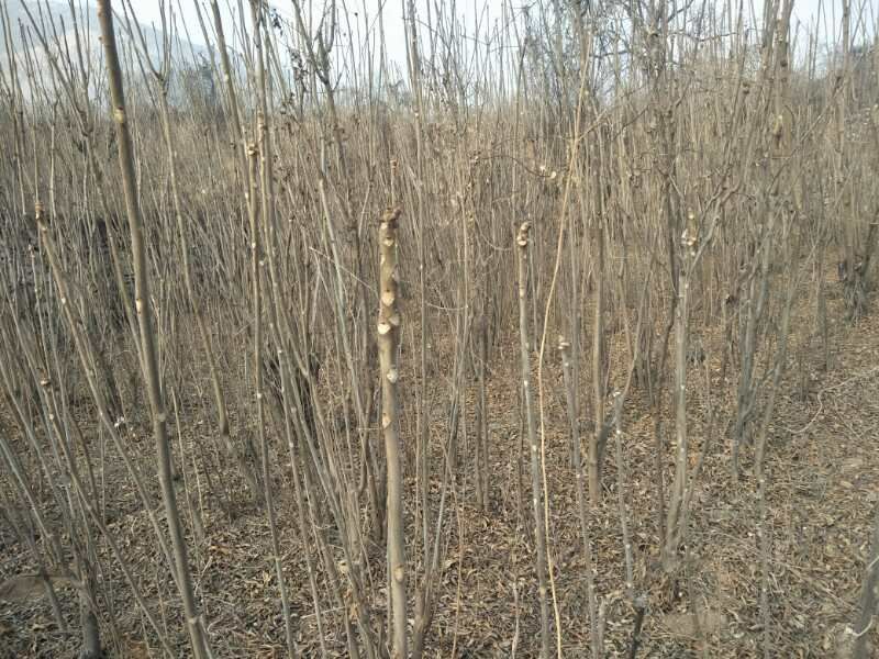 香椿树苗90~100cm
