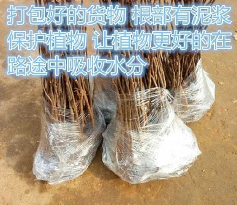 香椿树苗90~100cm