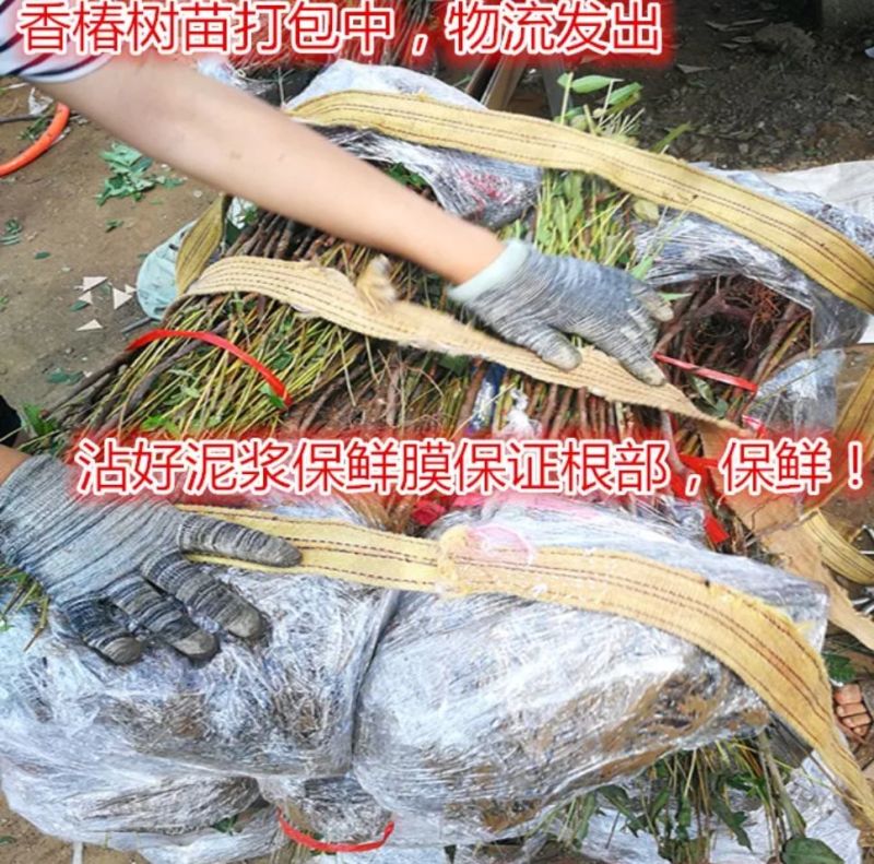 红油香椿树81~110cm