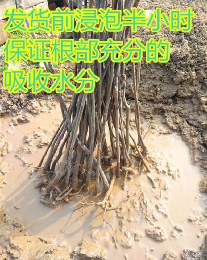 红油香椿树81~110cm
