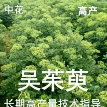 吴茱萸苗30~50cm