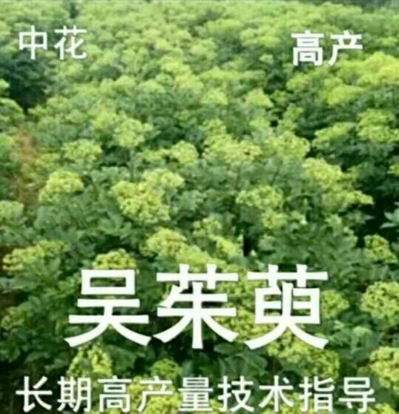 吴茱萸苗30~50cm