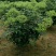 吴茱萸苗30~50cm