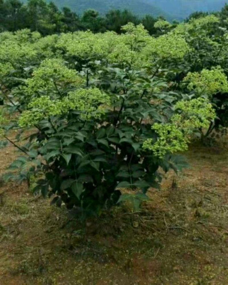 吴茱萸苗30~50cm