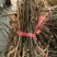 吴茱萸苗30~50cm
