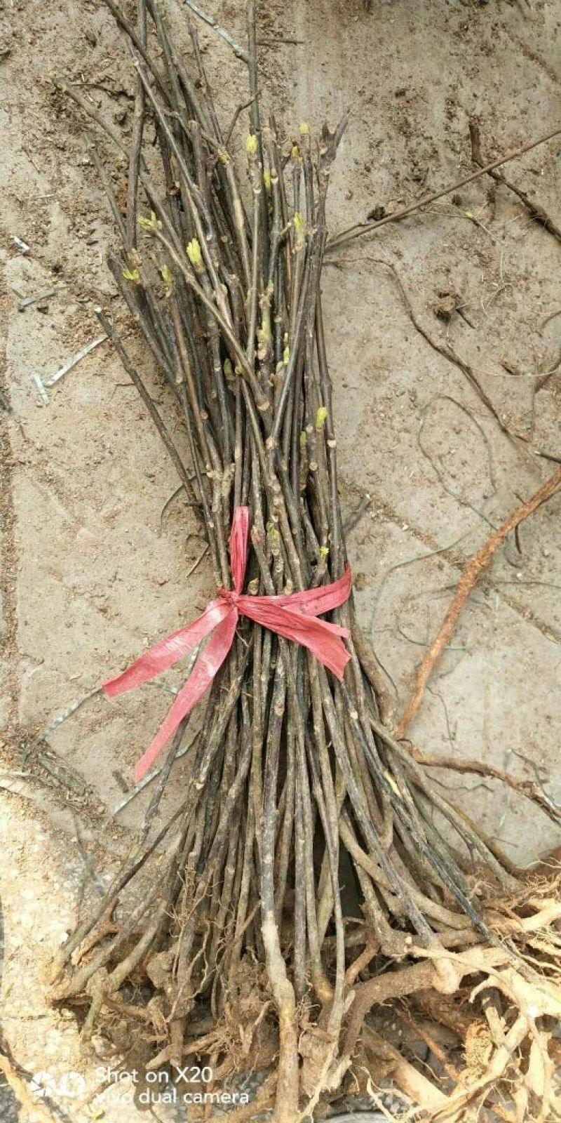 吴茱萸苗30~50cm