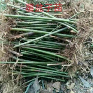 覆盆子苗