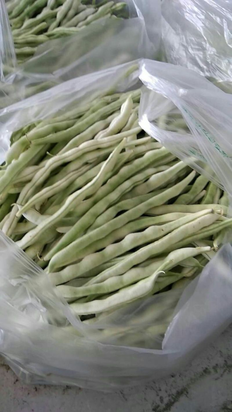 【实力商家】产地直发【质量上乘】诚信经营【价格合理】豆角