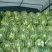 我处有几个品种西瓜，量大价格便10斤打底9成熟1茬
