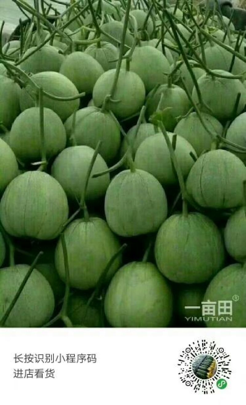 山东绿宝甜瓜大量上市新鲜采摘口感好欢迎咨询选购