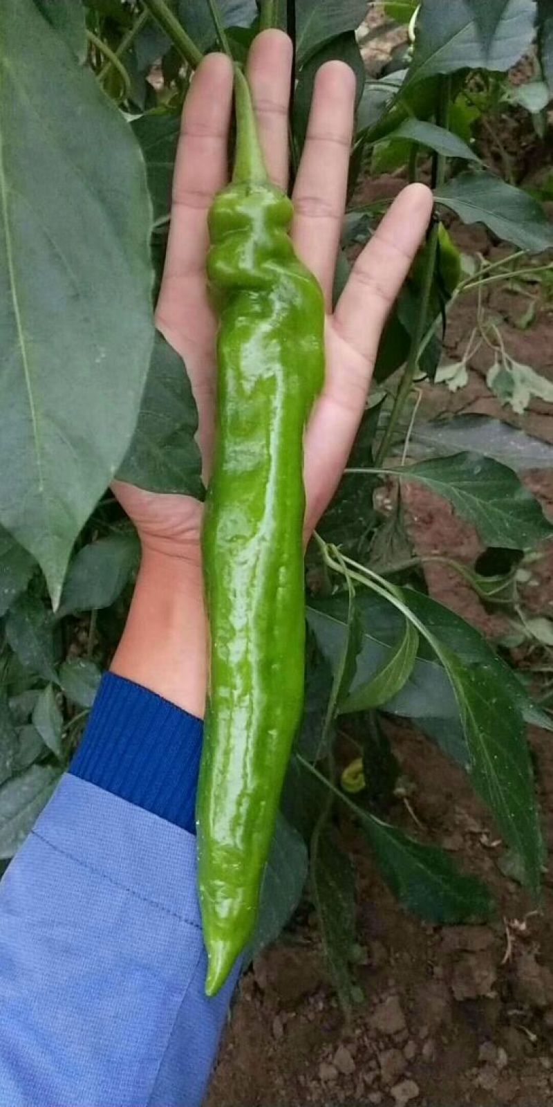 辣椒苗