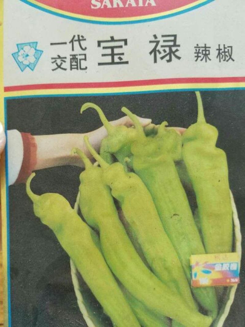 辣椒苗
