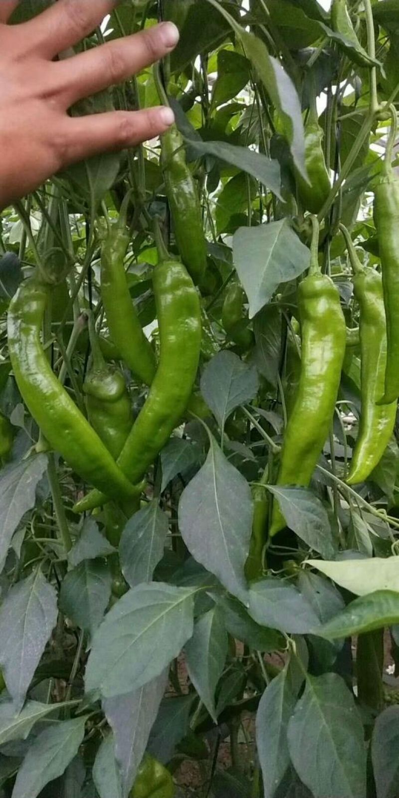 辣椒苗