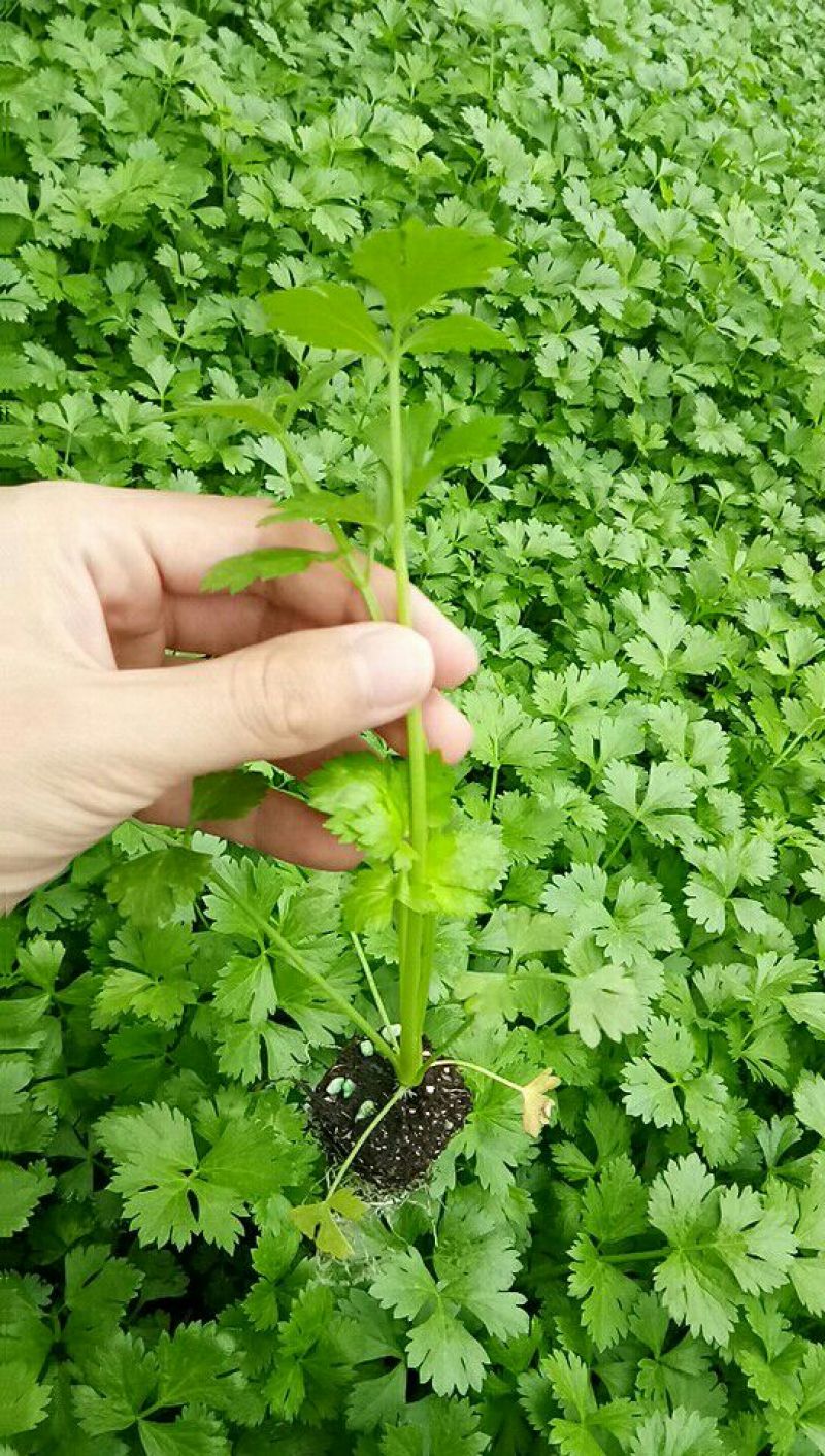 芹菜苗15~20cm
