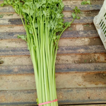 香芹55cm以上