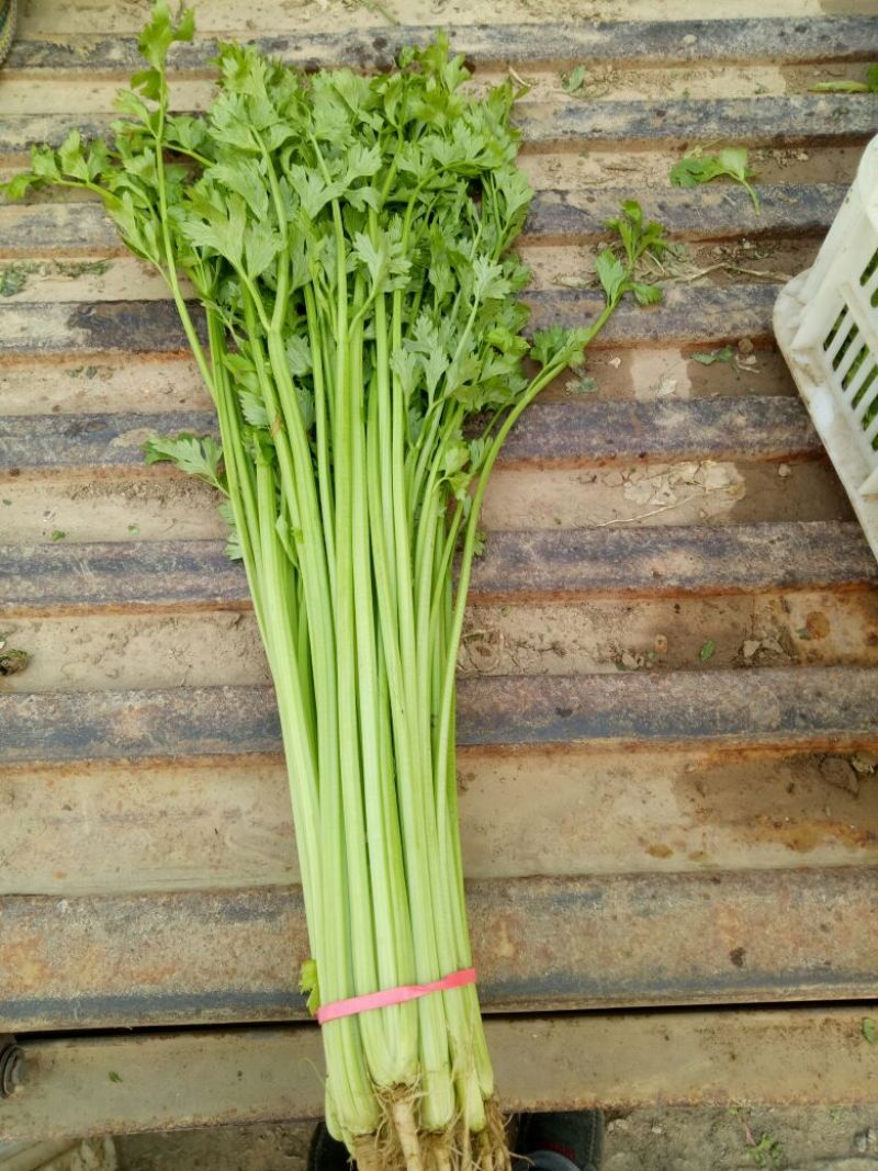香芹55cm以上