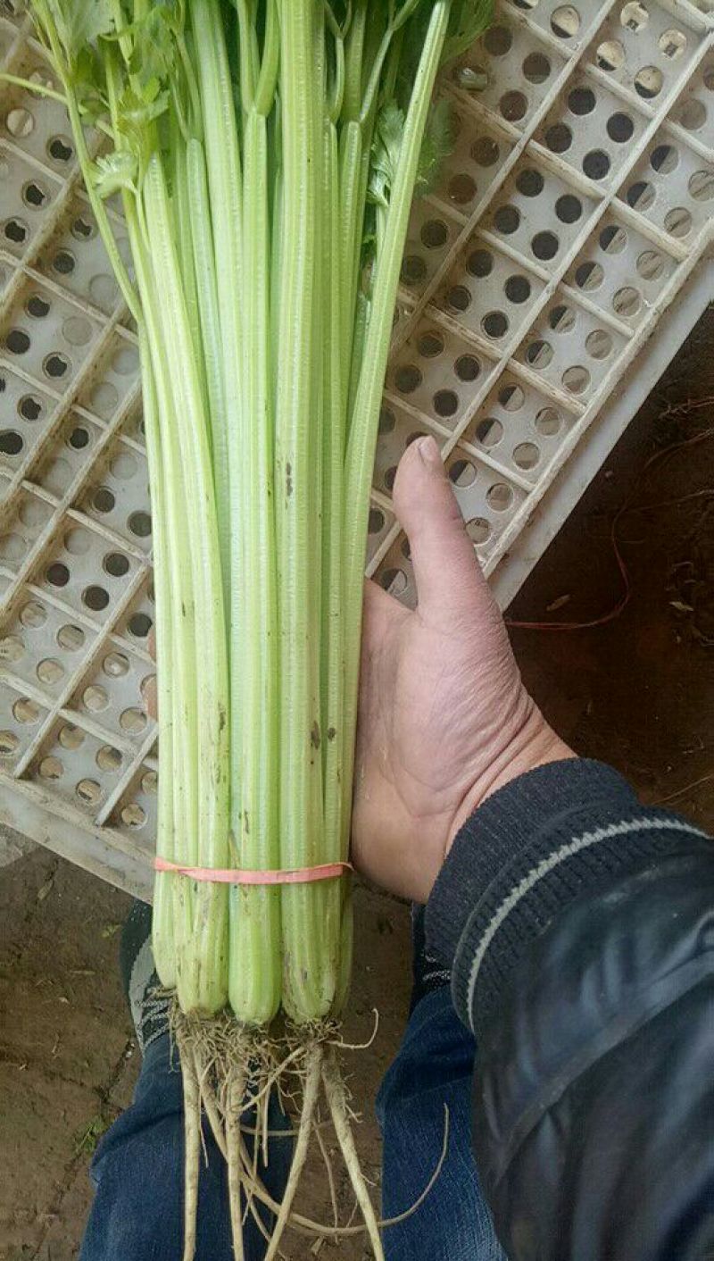 香芹55cm以上