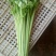 香芹55cm以上
