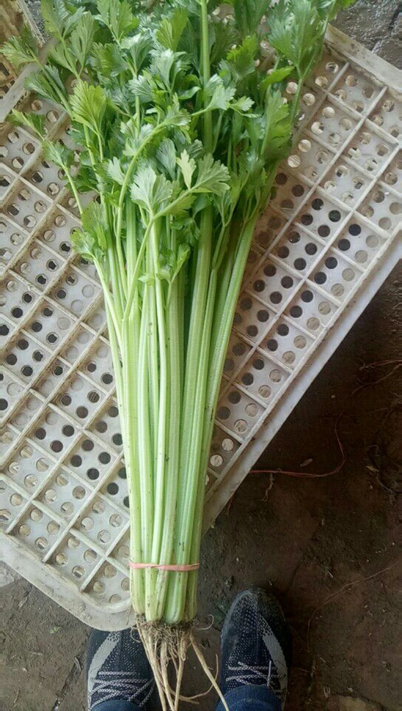 香芹55cm以上