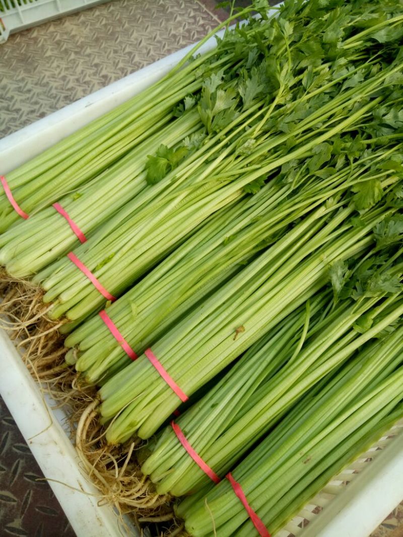 香芹55cm以上